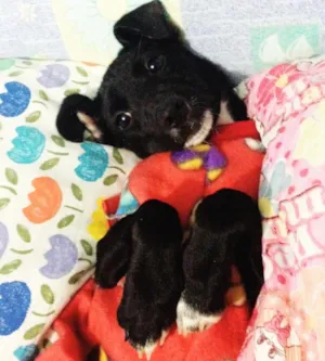 Cachorro raça SRD idade 2 a 6 meses nome Valentina