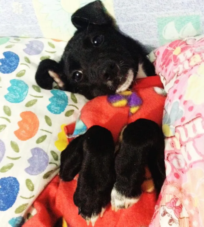Cachorro ra a SRD idade 2 a 6 meses nome Valentina