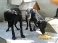 Cacau e Zheus