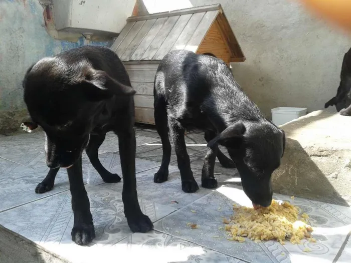 Cachorro ra a Srd idade 2 a 6 meses nome Cacau e Zheus