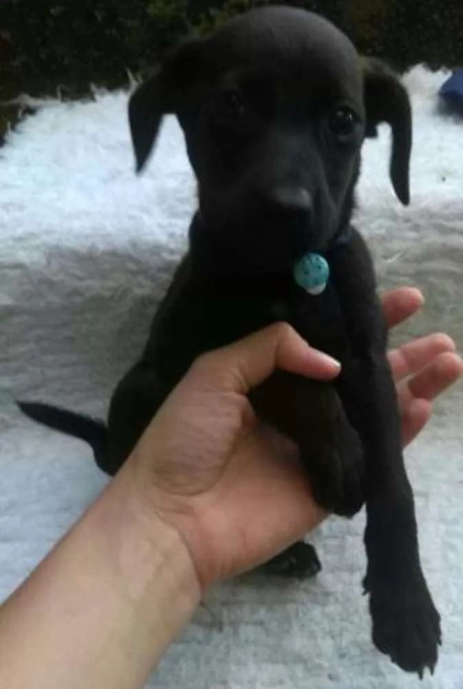 Cachorro ra a mestiços idade 2 a 6 meses nome Varios