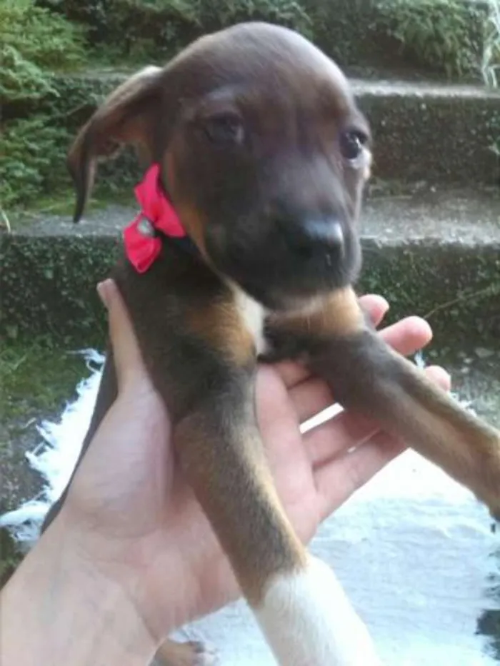 Cachorro ra a mestiços idade 2 a 6 meses nome Varios