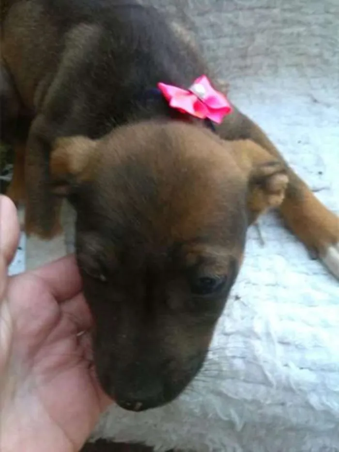 Cachorro ra a mestiços idade 2 a 6 meses nome Varios