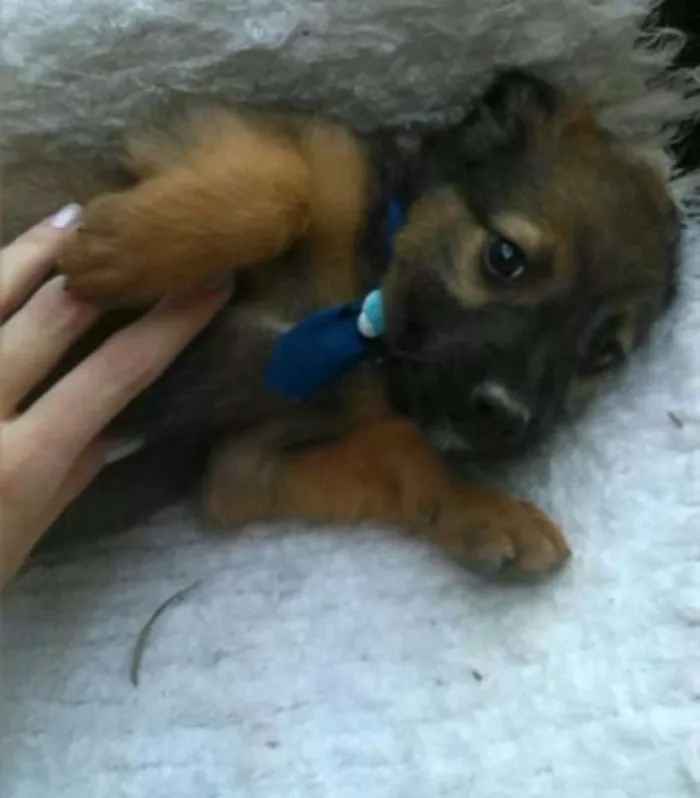 Cachorro ra a mestiços idade 2 a 6 meses nome Varios