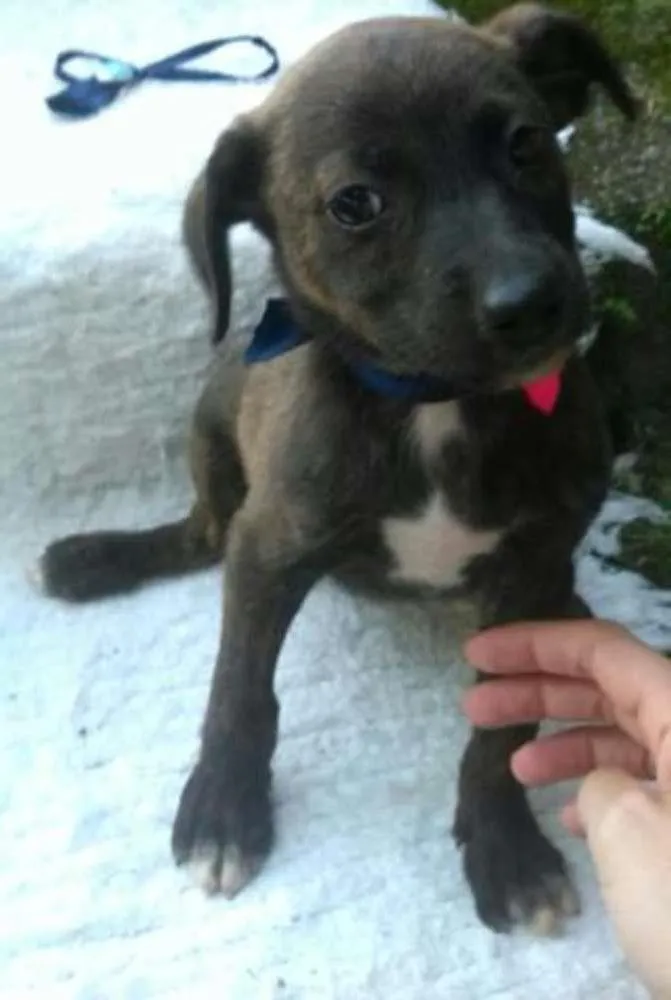 Cachorro ra a mestiços idade 2 a 6 meses nome Varios