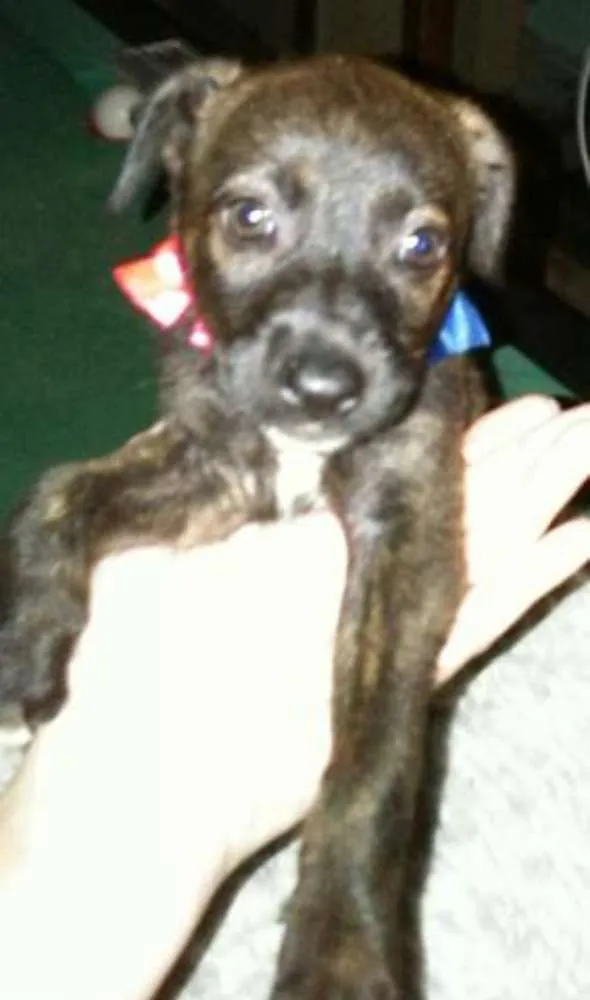 Cachorro ra a mestiços idade 2 a 6 meses nome Varios