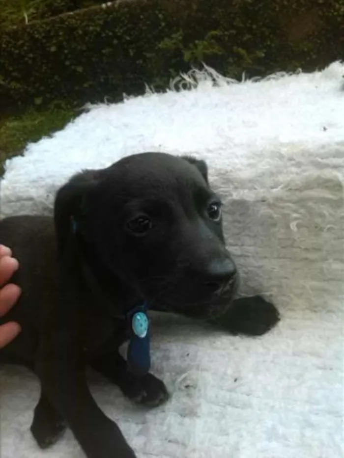 Cachorro ra a mestiços idade 2 a 6 meses nome Varios