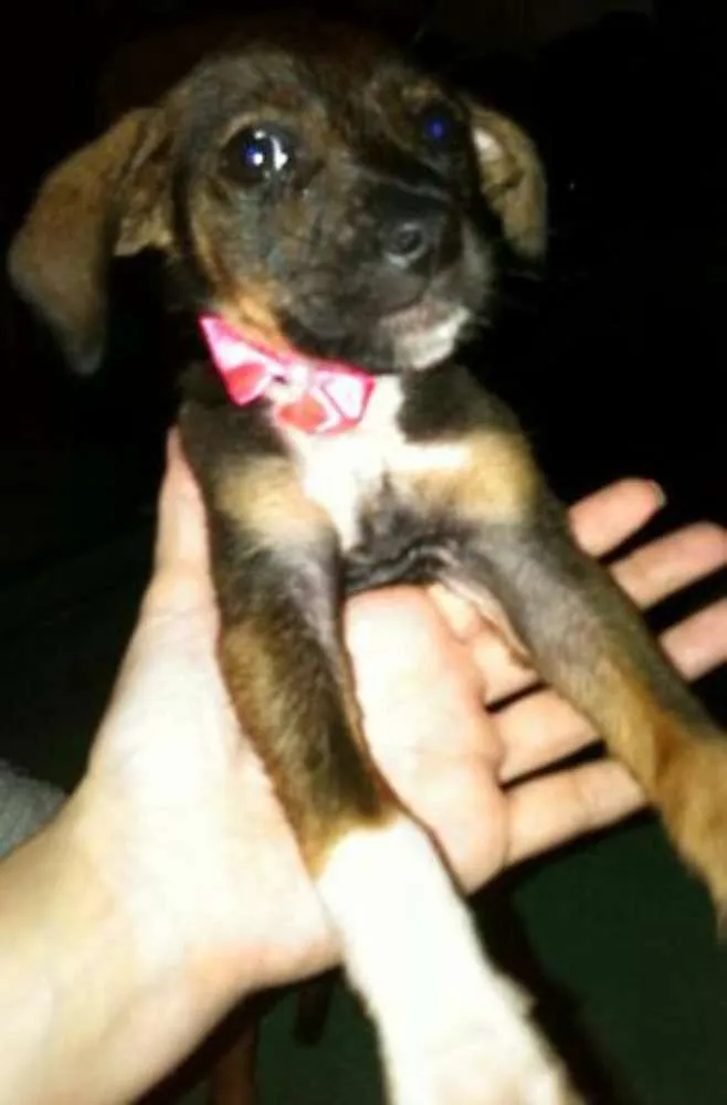 Cachorro ra a mestiços idade 2 a 6 meses nome Varios