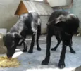 Cacau e Zheus