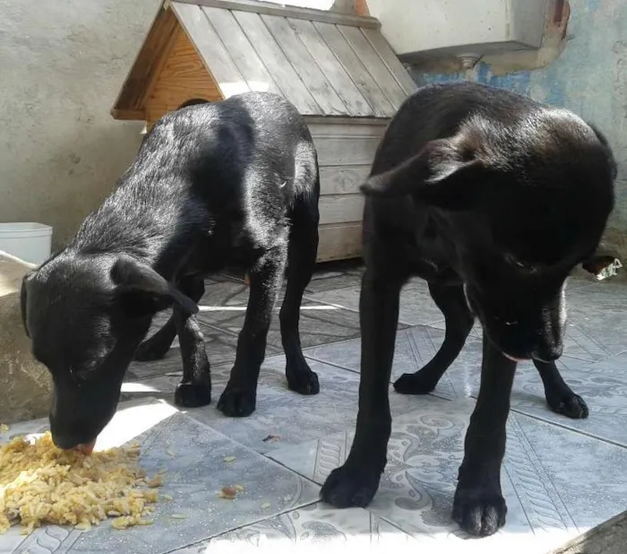Cachorro ra a Srd idade 2 a 6 meses nome Cacau e Zheus
