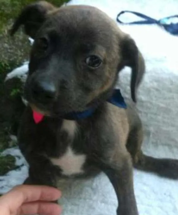 Cachorro ra a mestiços idade 2 a 6 meses nome Varios