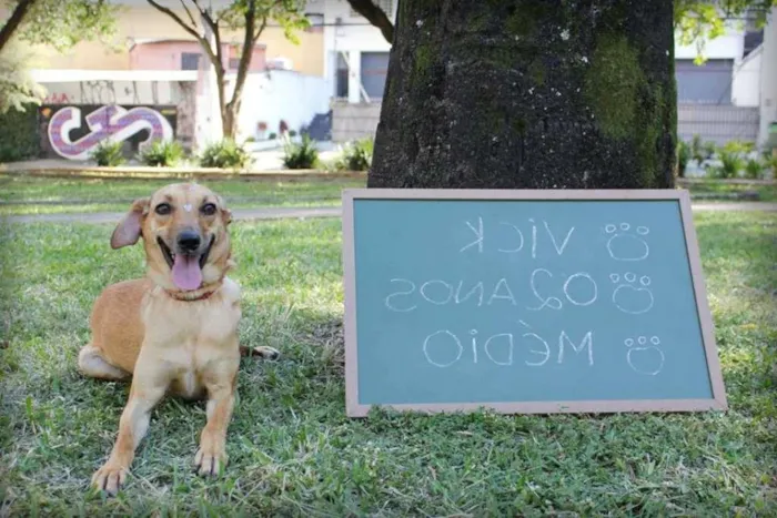 Cachorro ra a SRD idade 2 anos nome Vick