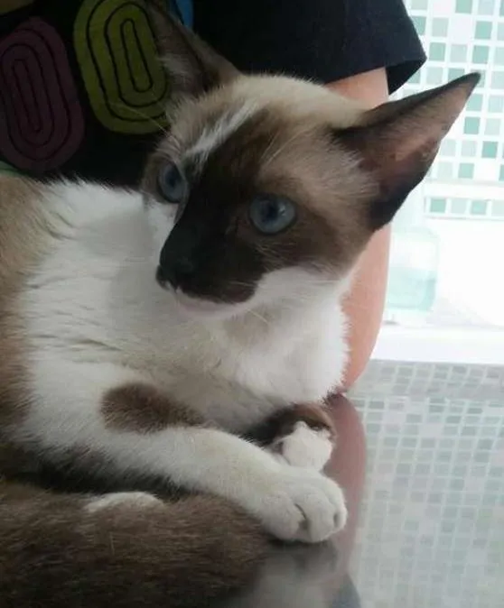Gato ra a SRD idade 2 a 6 meses nome Lua