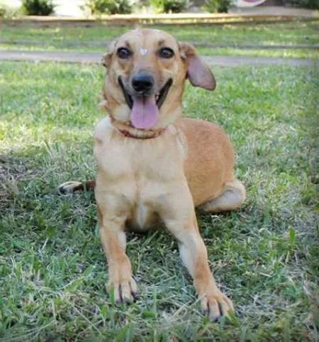 Cachorro ra a SRD idade 2 anos nome Vick