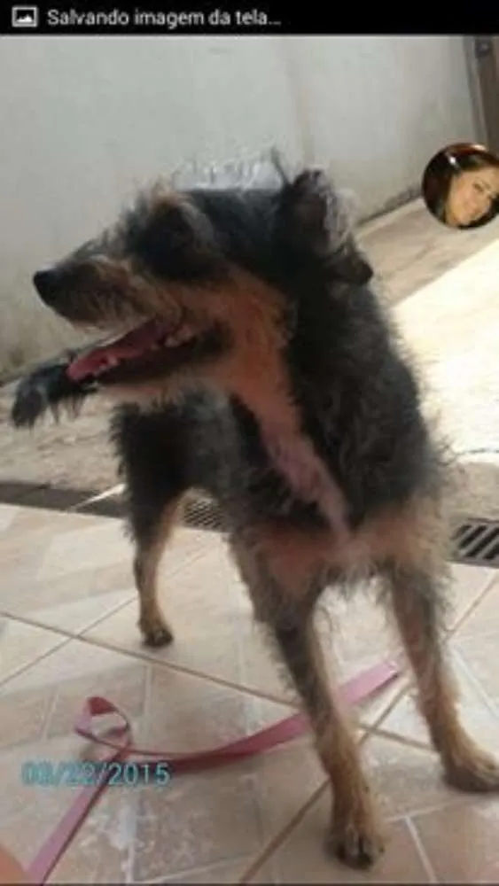 Cachorro ra a VIRA LATA idade 5 anos nome MEL GRATIFICA