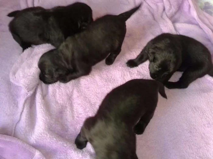 Cachorro ra a Labrador com Poodle idade Abaixo de 2 meses nome grandão, Ximboca, B