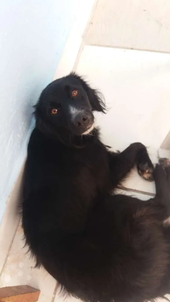 Cachorro ra a Srd idade 7 a 11 meses nome Neguinha