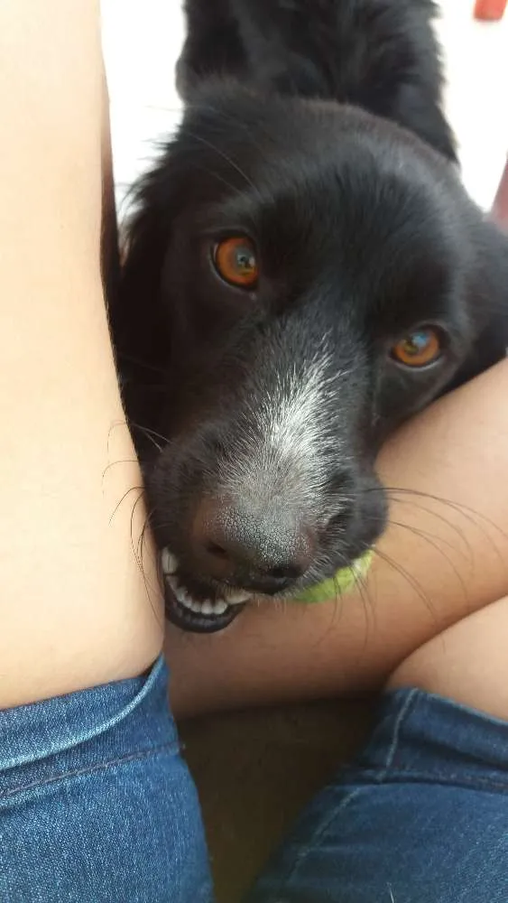Cachorro ra a Srd idade 7 a 11 meses nome Neguinha