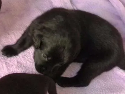 Cachorro ra a Labrador com Poodle idade Abaixo de 2 meses nome grandão, Ximboca, B