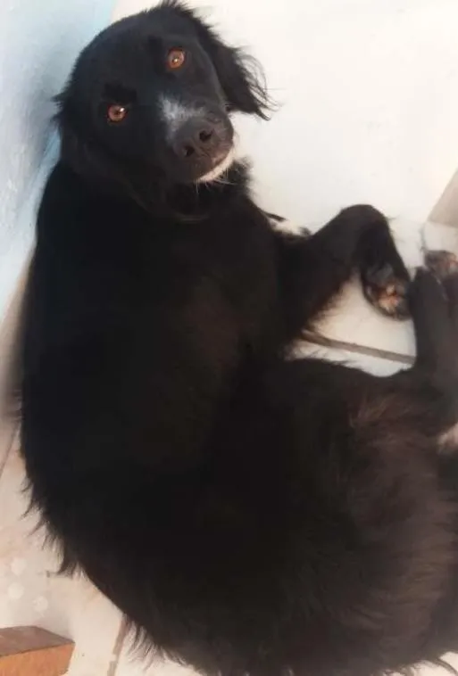 Cachorro ra a Srd idade 7 a 11 meses nome Neguinha