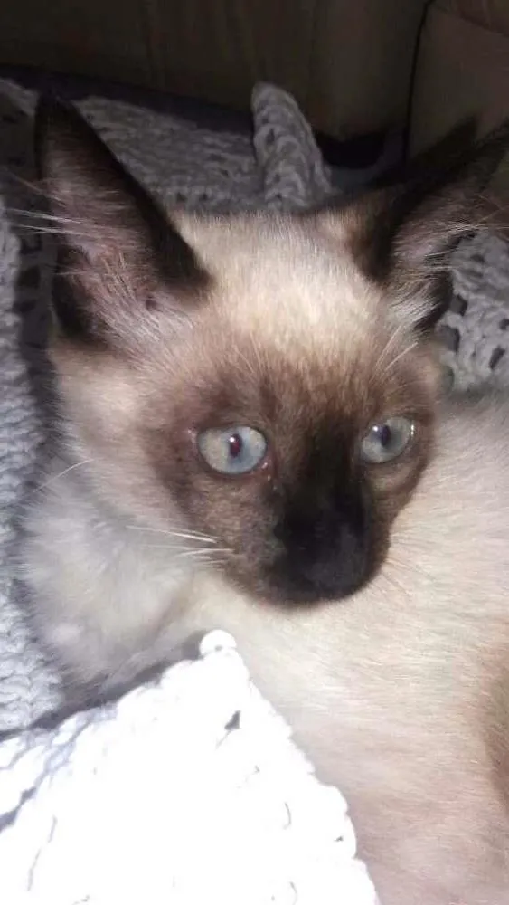 Gato ra a Siamês  idade 2 a 6 meses nome Princeza