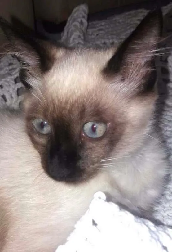 Gato ra a Siamês  idade 2 a 6 meses nome Princeza