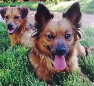 Cachorro raça Vira lata idade 4 anos nome Dara e Nala