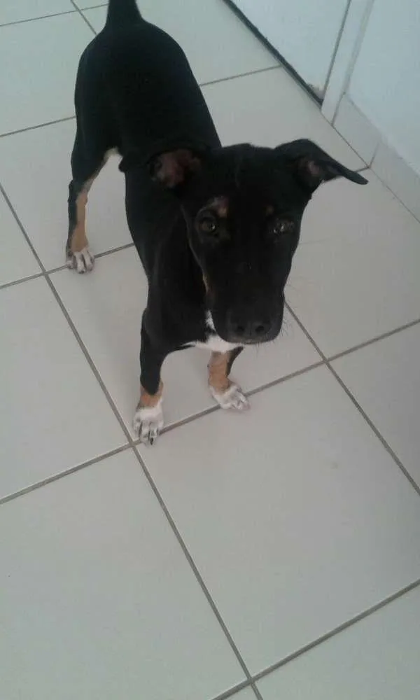 Cachorro raça Vira Lata idade 1 ano nome Dolly