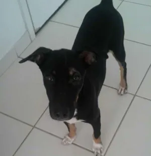 Cachorro raça Vira Lata idade 1 ano nome Dolly