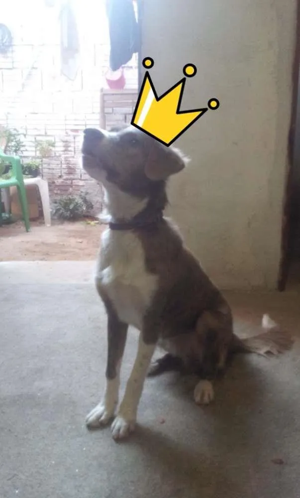Cachorro ra a SRD idade 2 anos nome Zeus