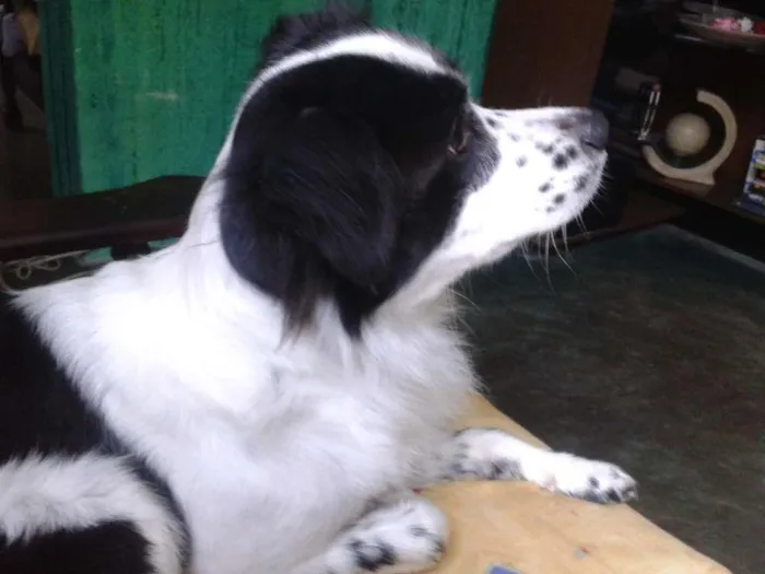 Cachorro ra a Border cooler idade 2 anos nome Thor