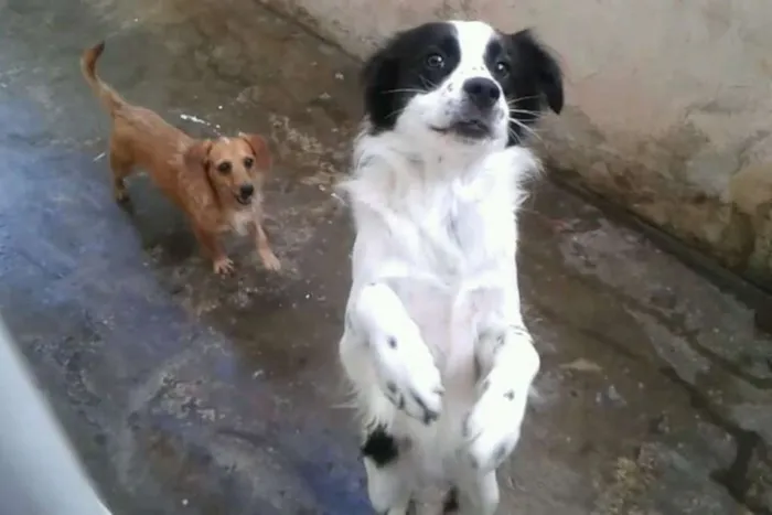 Cachorro ra a Border cooler idade 2 anos nome Thor