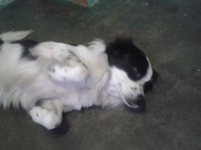 Cachorro ra a Border cooler idade 2 anos nome Thor