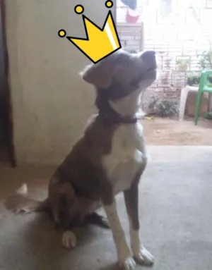 Cachorro raça SRD idade 2 anos nome Zeus