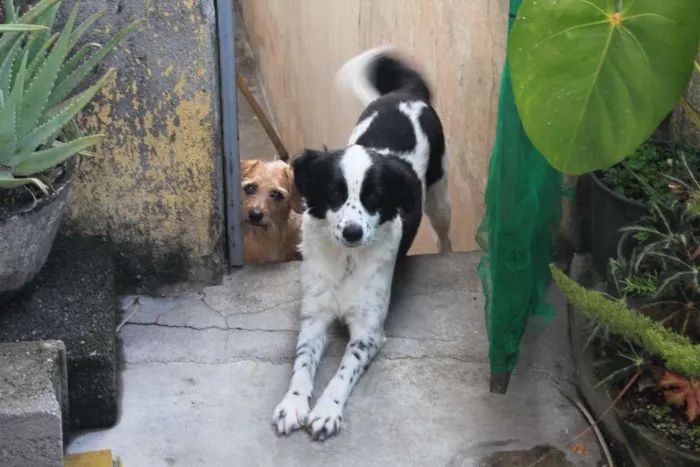 Cachorro ra a Border cooler idade 2 anos nome Thor