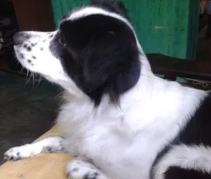 Cachorro raça Border cooler idade 2 anos nome Thor