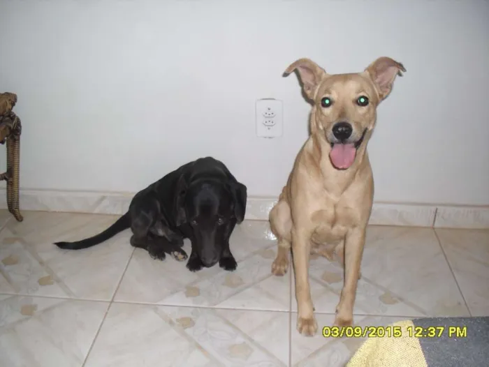 Cachorro ra a Basset idade 5 anos nome Bob
