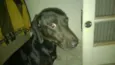 Bob