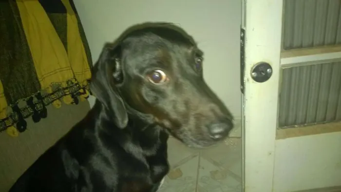 Cachorro ra a Basset idade 5 anos nome Bob