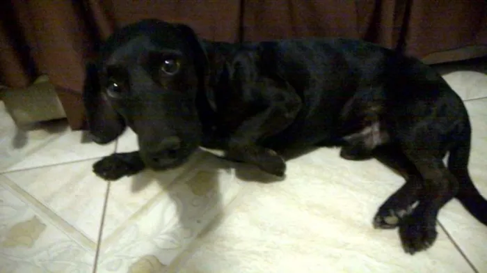 Cachorro ra a Basset idade 5 anos nome Bob