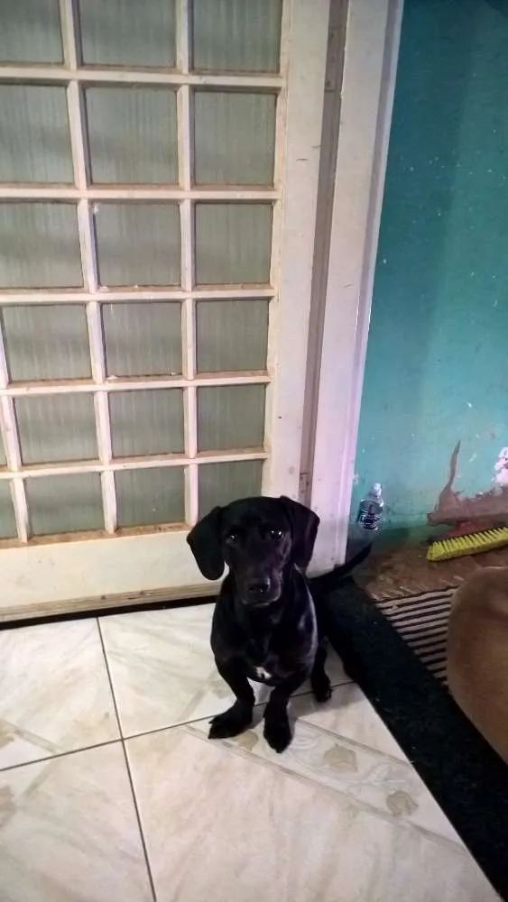 Cachorro ra a Basset idade 5 anos nome Bob