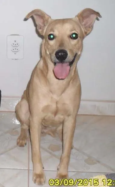 Cachorro ra a Vira lata idade 6 ou mais anos nome Angelyna
