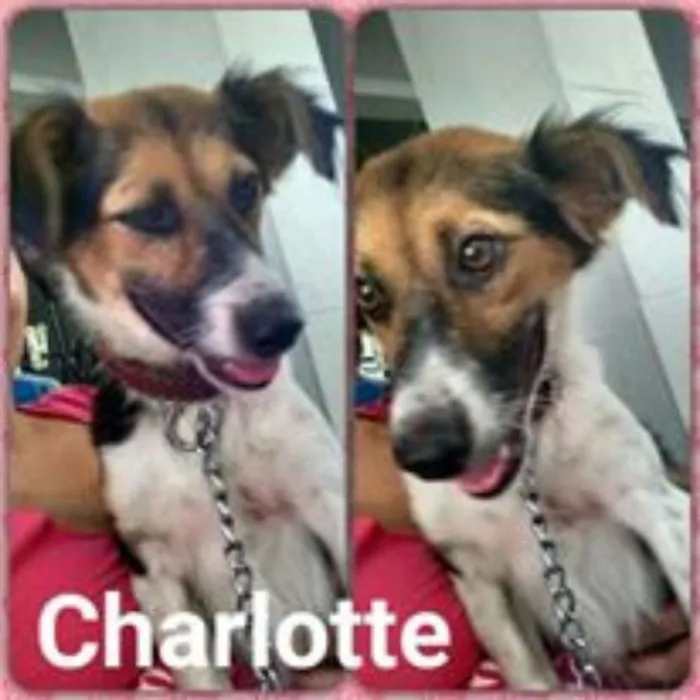 Cachorro ra a SRD idade 2 anos nome Charlotte