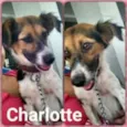 Charlotte