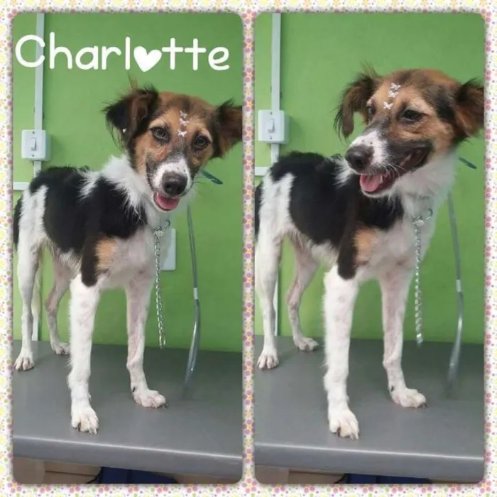 Cachorro ra a SRD idade 2 anos nome Charlotte