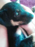 pretinha
