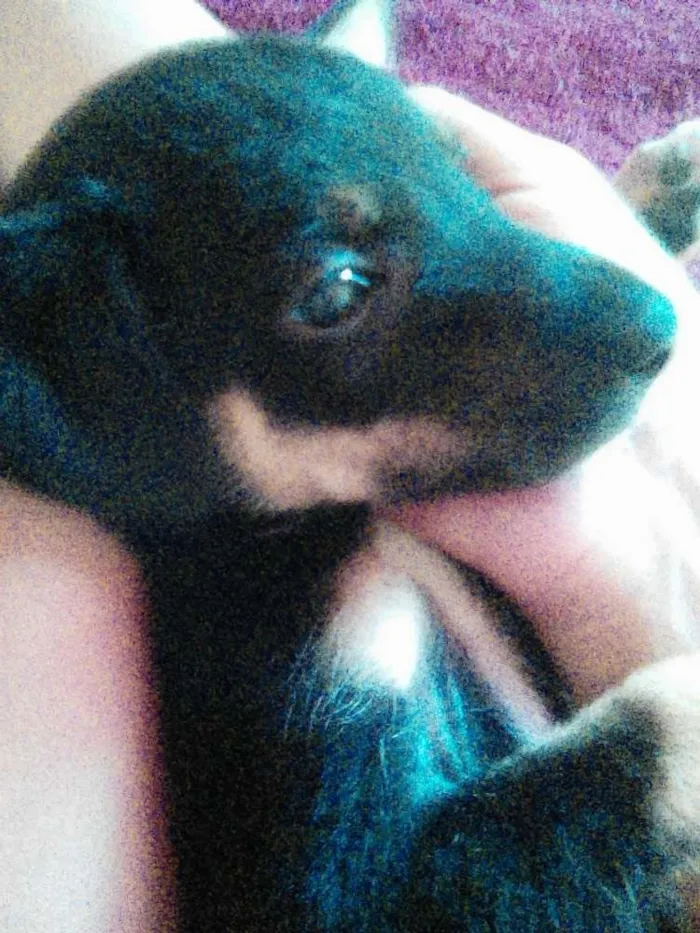 Cachorro ra a nao sei a raça idade Abaixo de 2 meses nome pretinha
