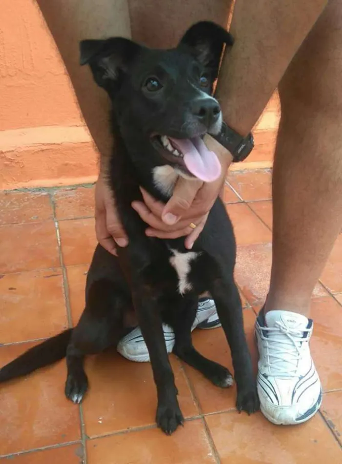 Cachorro ra a SRD idade 7 a 11 meses nome Minie