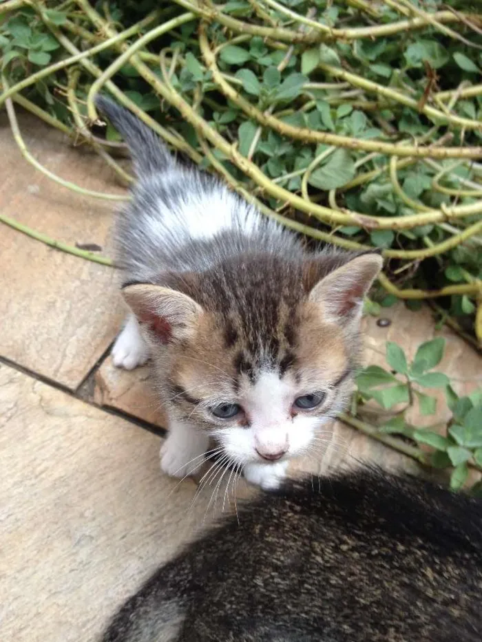 Gato raça  idade Abaixo de 2 meses nome manteguinha, lari e