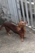Pitucha 